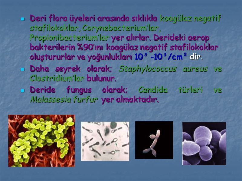 Deri flora üyeleri arasında sıklıkla koagülaz negatif stafilokoklar, Corynebacterium’lar, Propionibacterium’lar yer alırlar. Derideki aerop